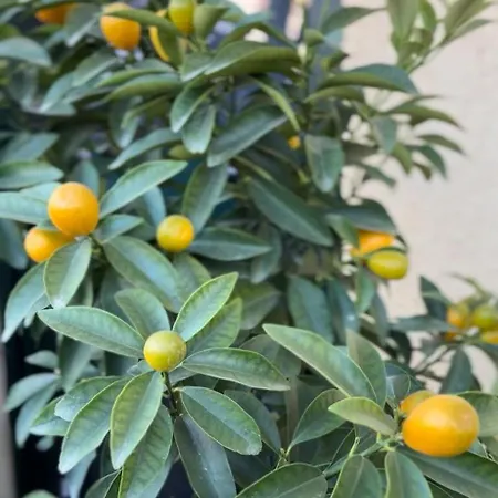 דירה The Newspapers